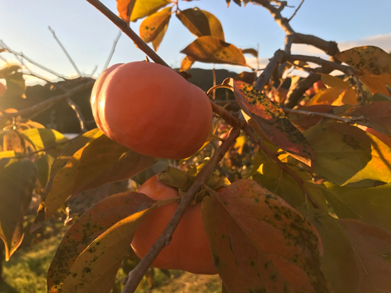 干し柿作り体験