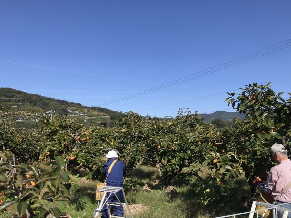 次郎柿収穫
