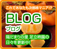 これであなたも次郎柿マニア！？BLOG（ブログ）陽だまりの里 足立柿園の日々を更新中！