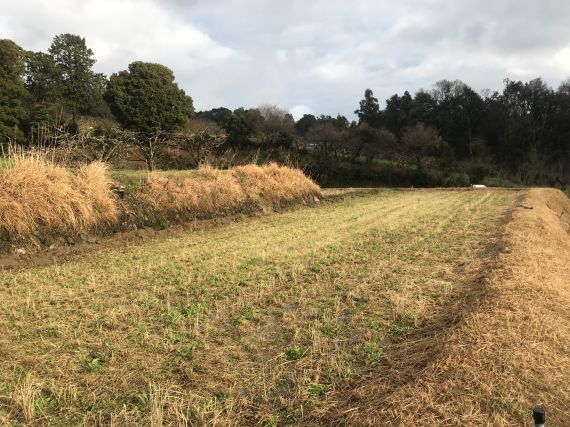 田んぼ